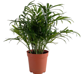 湛江市麻章旭陽種植專業合作社